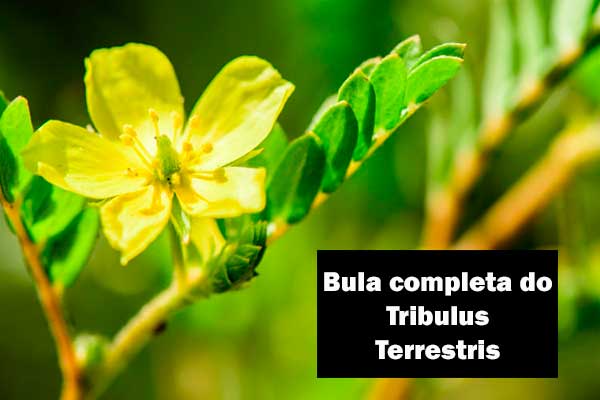 Bula do 3XPower: Para que serve e como tomar?	